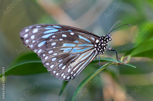 Blue Tiger butterfly