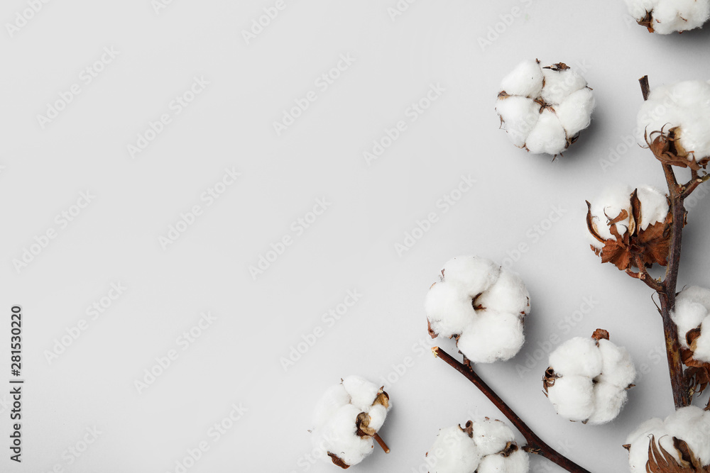 Flat lay composition with cotton flowers on light grey background. Space for text - obrazy, fototapety, plakaty 