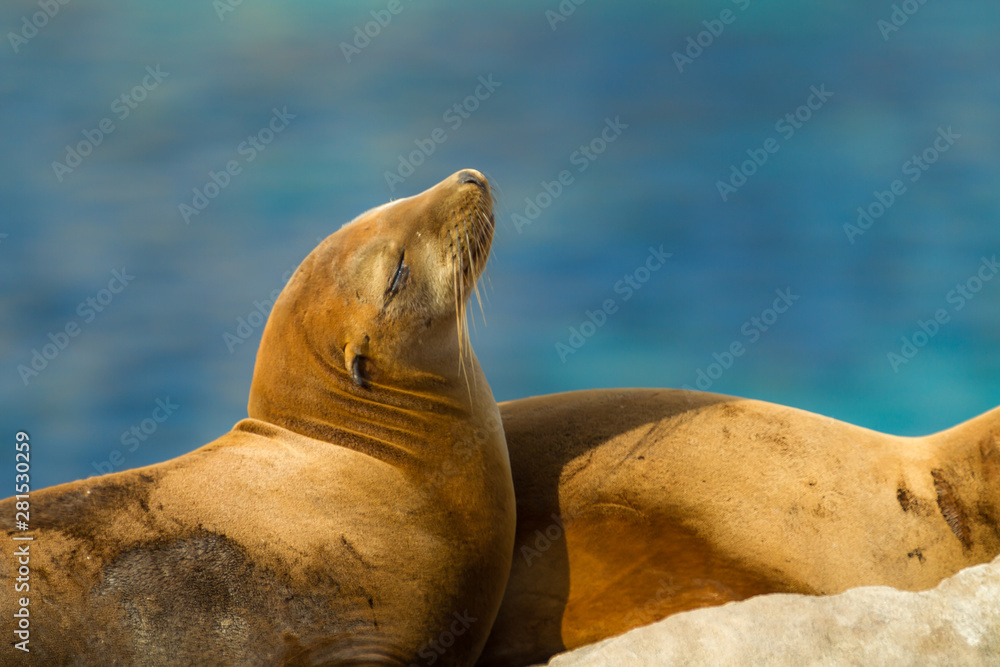 Fototapeta premium sea-lions bathing