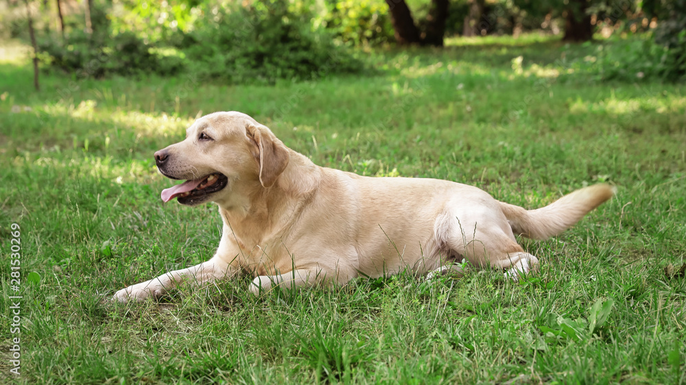 Cute Golden Labrador Retriever on green grass in summer park Cute Golden Labrador Retriever on green grass in summer park