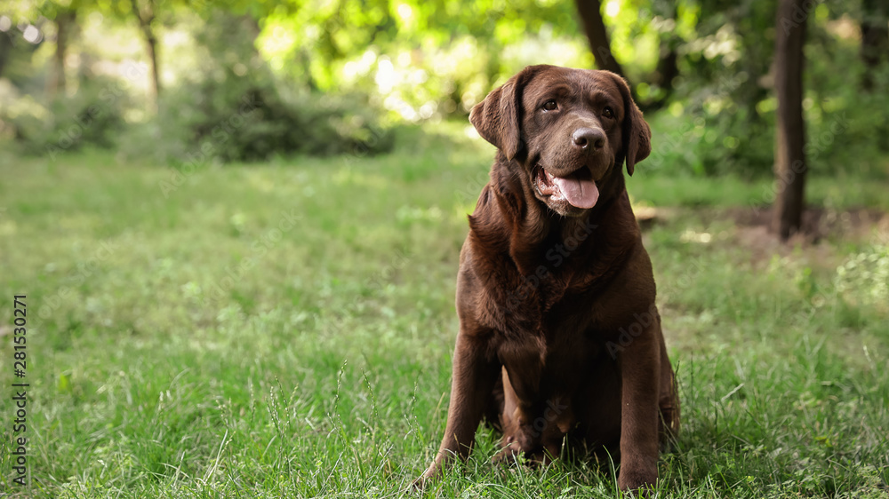 Cute Chocolate Labrador Retriever on green grass in summer park Cute Chocolate Labrador Retriever on green grass in summer park