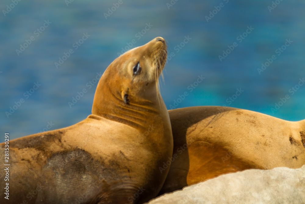 Fototapeta premium sea-lions bathing