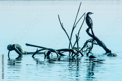 Two native sea birds sitting on driftwood in the lagoon photo