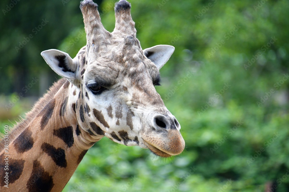 A closeup Giraffe standing on the ground. Langley BC Canada