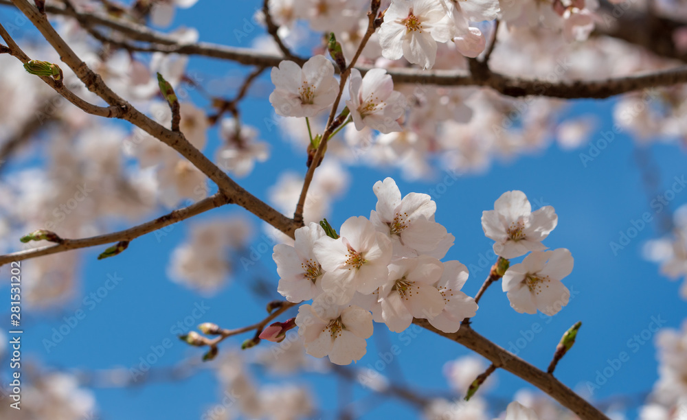 The light pink flowers that bloom in spring are cherry blossoms The light pink flowers that bloom in spring are cherry blossoms