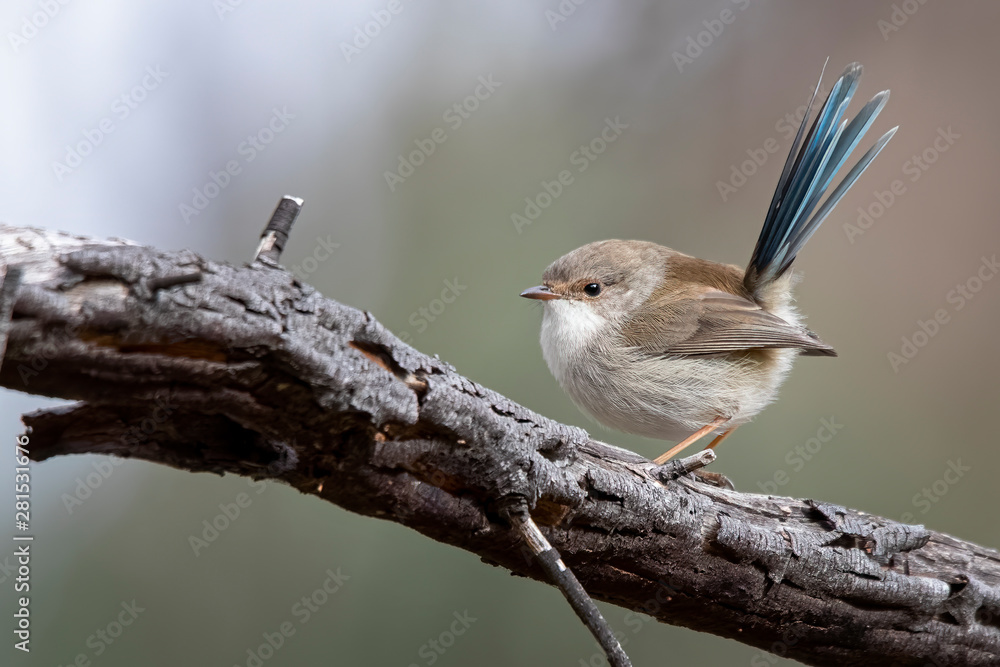 Fototapeta premium Male Superb Fairywren (Malurus cyaneus)
