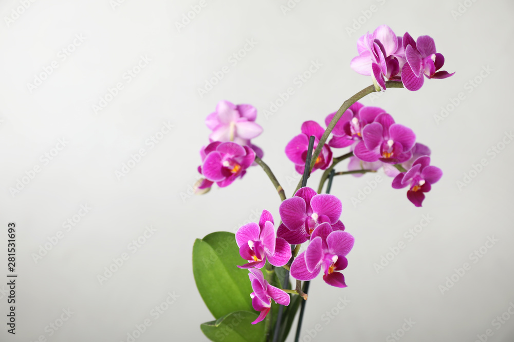 Beautiful tropical orchid flower on light background. Space for text Beautiful tropical orchid flower on light background. Space for text