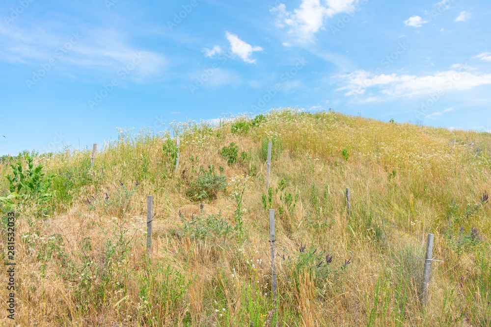 Hill with Native Plants at Northerly Island in Chicago during the Summer