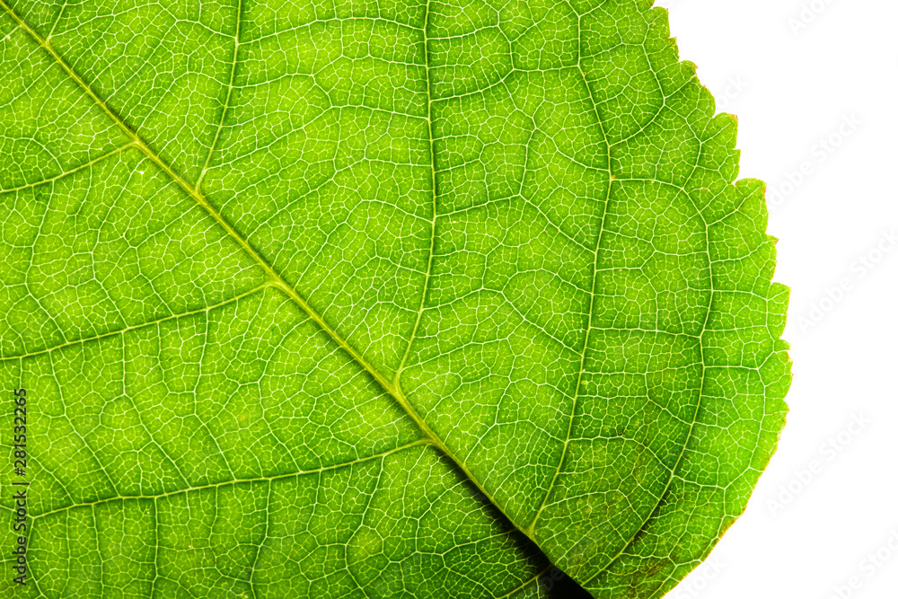 Obraz premium Green leaf fresh detailed rugged surface structure extreme macro closeup photo with diagonal midrib, leaf veins grooves detailed pattern nature texture eco green biology isolated white background.