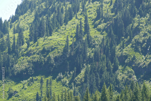 Εκτύπωση καμβά Green conifer forest on steep hillside