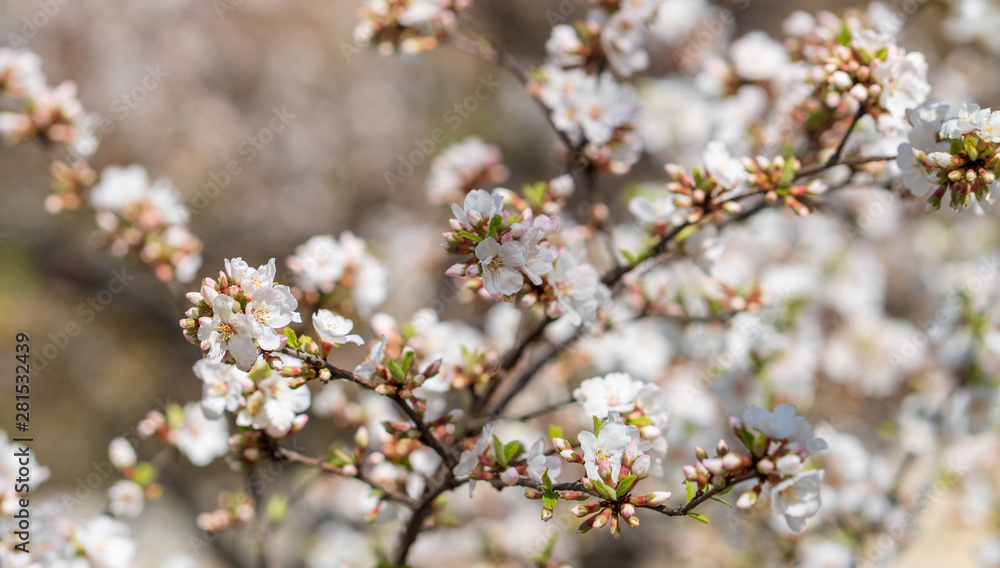 The light pink flowers that bloom in spring are cherry blossoms The light pink flowers that bloom in spring are cherry blossoms