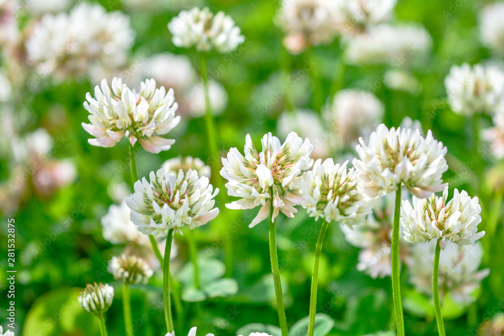 White clover aka Trifolium repens in grass on summer meadow. Shamrock flower White clover aka Trifolium repens in grass on summer meadow. Shamrock flower