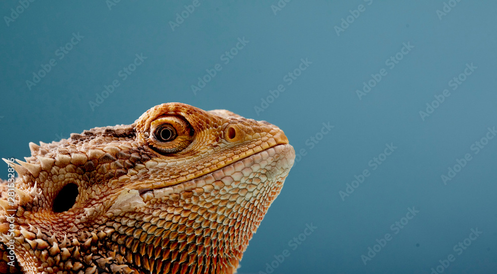 Close up of Bearded Dragon Close up of Bearded Dragon