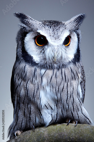 Close up of Northern white faced owl photo