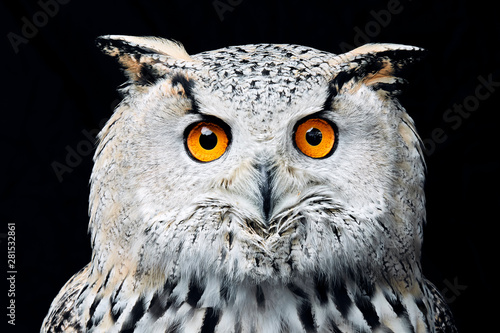 Close up of Siberian eagle owl photo