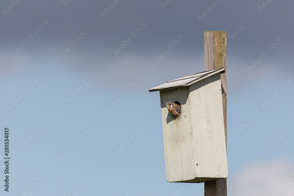 american kestrel bird