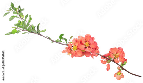 Flowers quince on branch on isolated white background