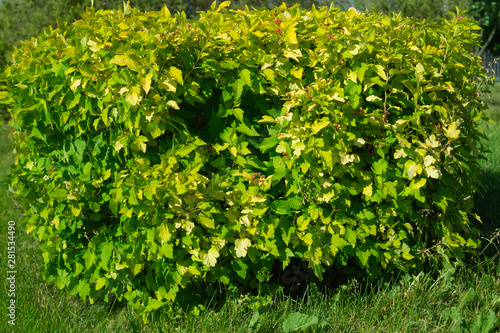 Dense greenery with leaves and bushes