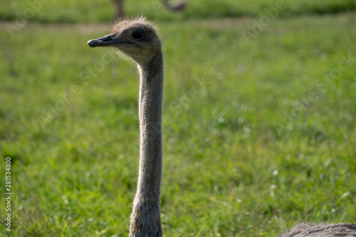 Ostrich. Photo of bird head and neck. Portrait of animal