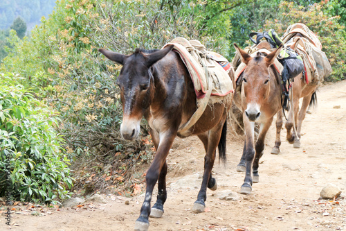 Yak carrying supplies up everest basecamp trail photo