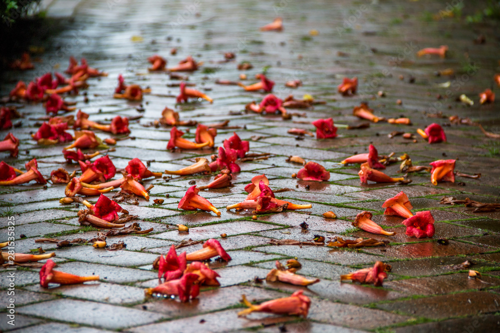 red flowers that have fallen on the ground from a tree