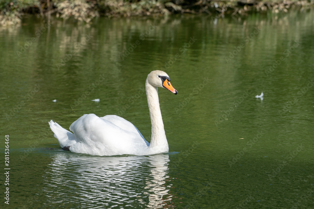 Lake with a white swan. Portrait of beautiful bird. Lake with a white swan. Portrait of beautiful bird.