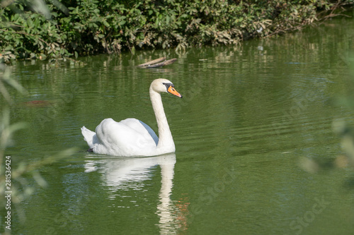Lake with a white swan. Portrait of beautiful bird.