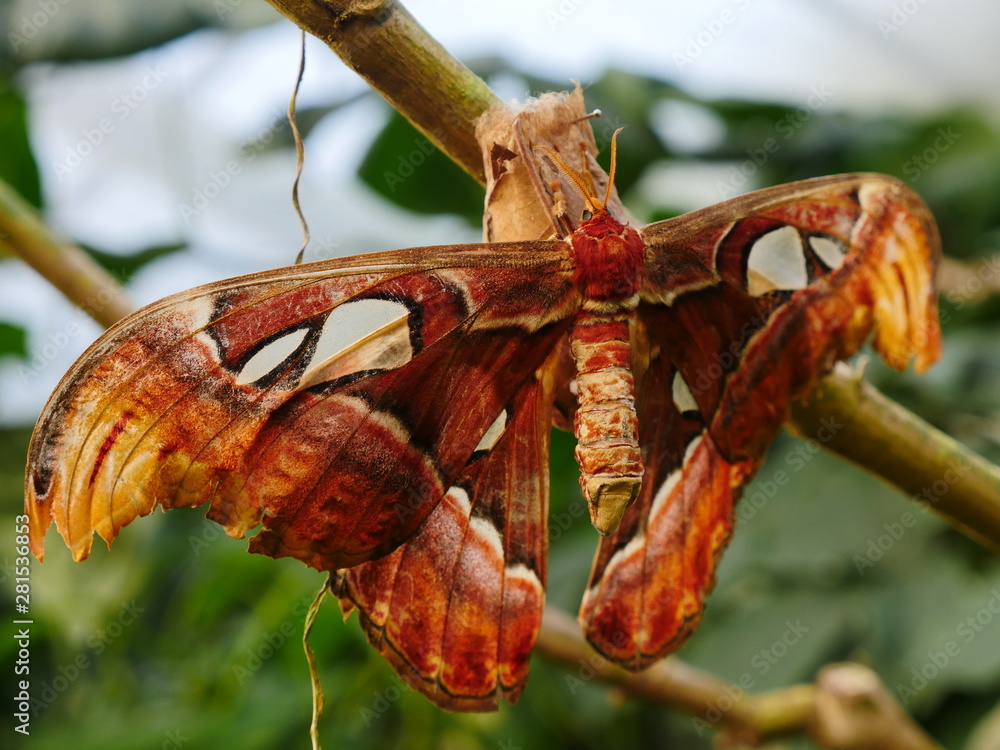 Attacus atlas a butterfly from the family of peacock spinners, it is
