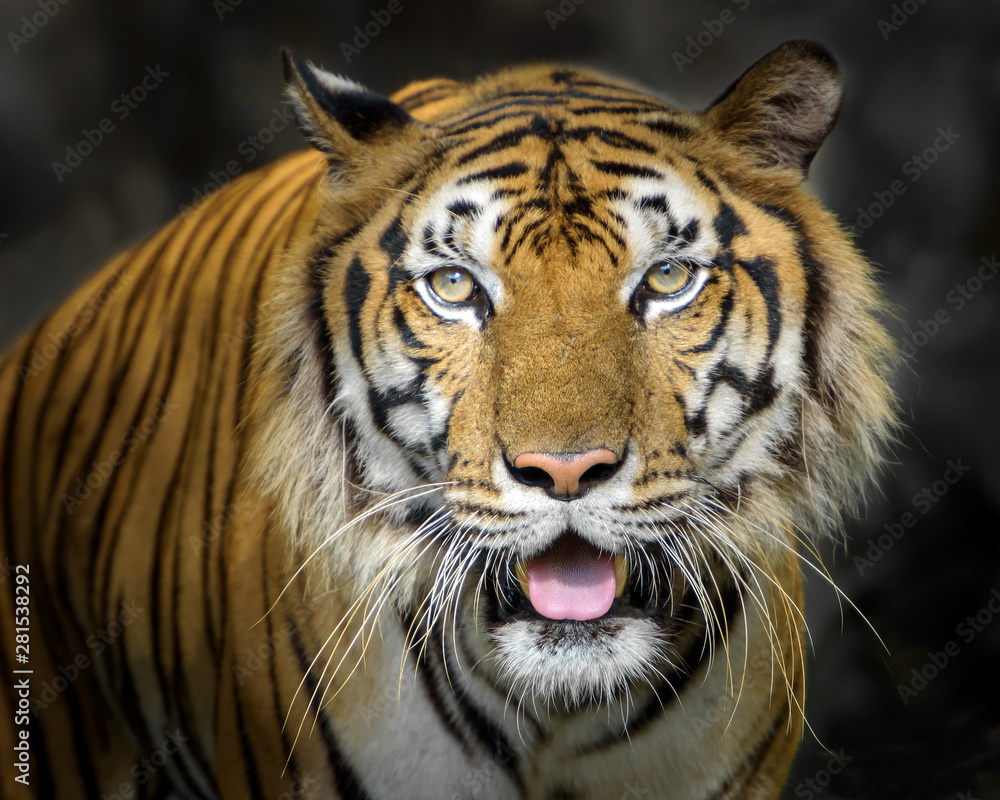 Obraz premium Portrait of tiger.