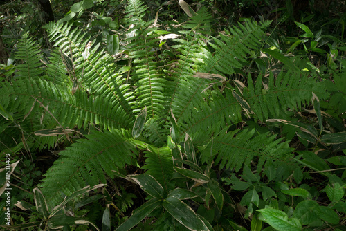 Fototapeta Naklejka Na Ścianę i Meble -  The foliage of the fern