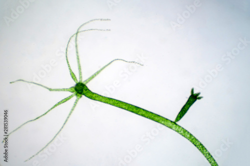 Hydra is a genus of small, fresh-water animals of phylum Cnidaria and class Hydrozoa. photo