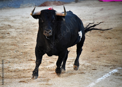  toro negro español