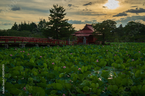  Lotus in the morning of summer