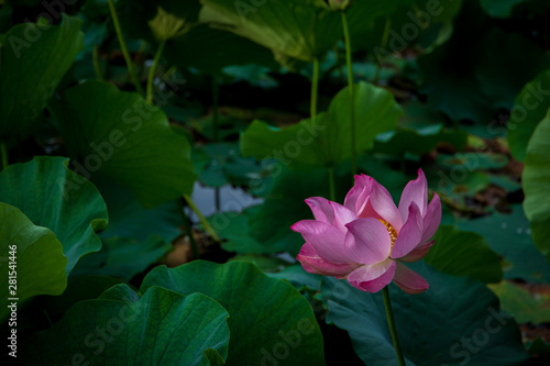  Lotus in the morning of summer