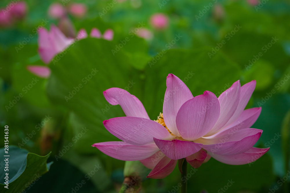  Lotus in the morning of summer