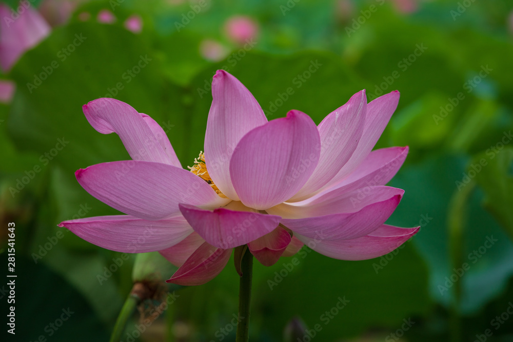  Lotus in the morning of summer