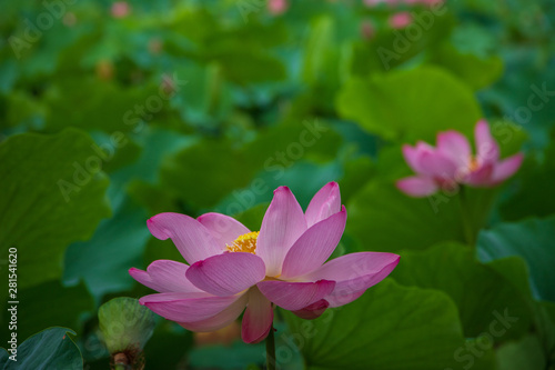  Lotus in the morning of summer