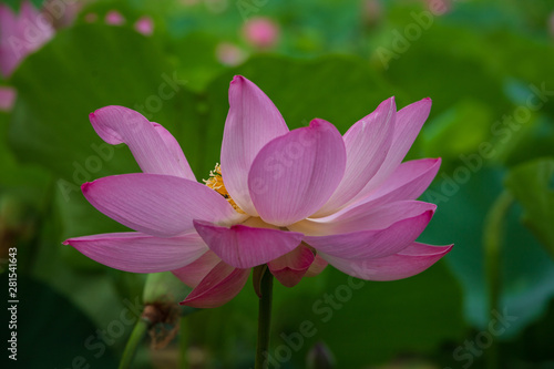  Lotus in the morning of summer