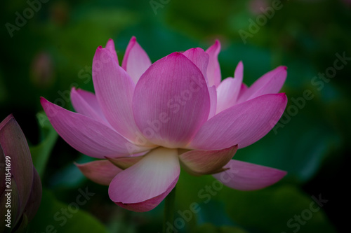  Lotus in the morning of summer