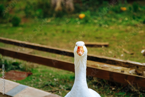 Close-up of a white goose looking at camera