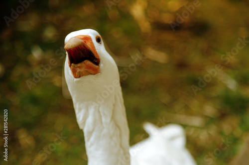 Foto Close-up of a white goose squawking