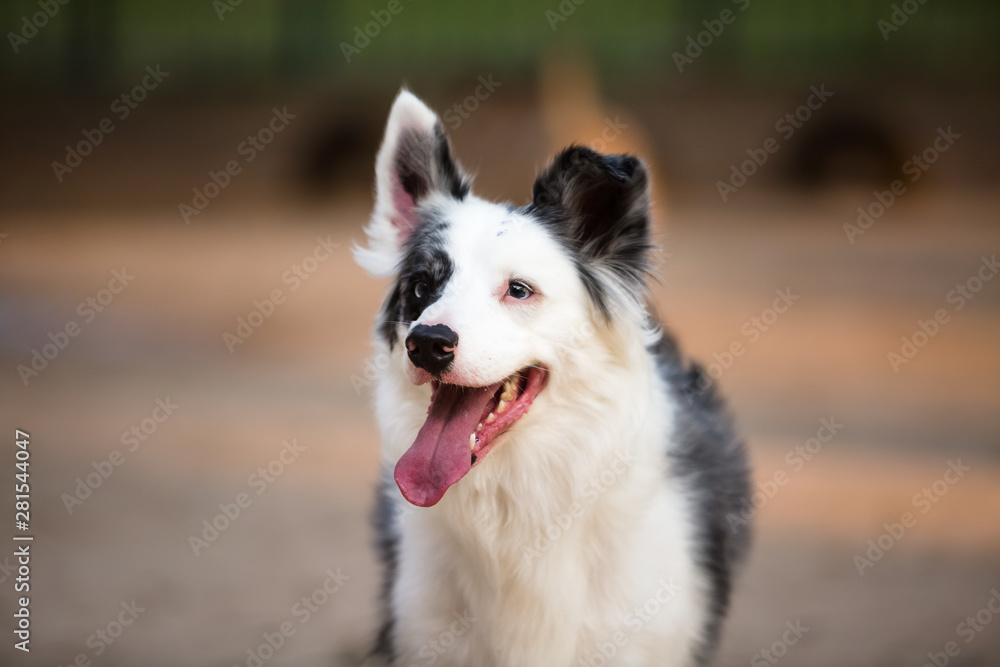  A beautifull Border Collie