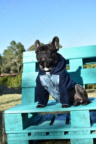 bulldog frances con buso en la naturaleza photo