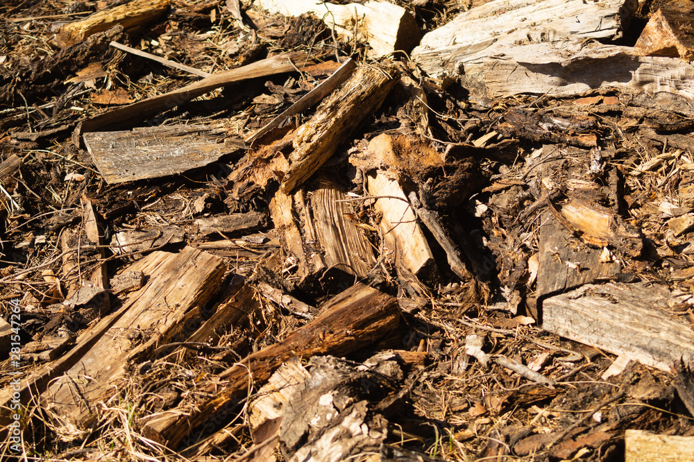 Ground in the forest. forest soil with grass and twigs. nature backdrop Ground in the forest. forest soil with grass and twigs. nature backdrop