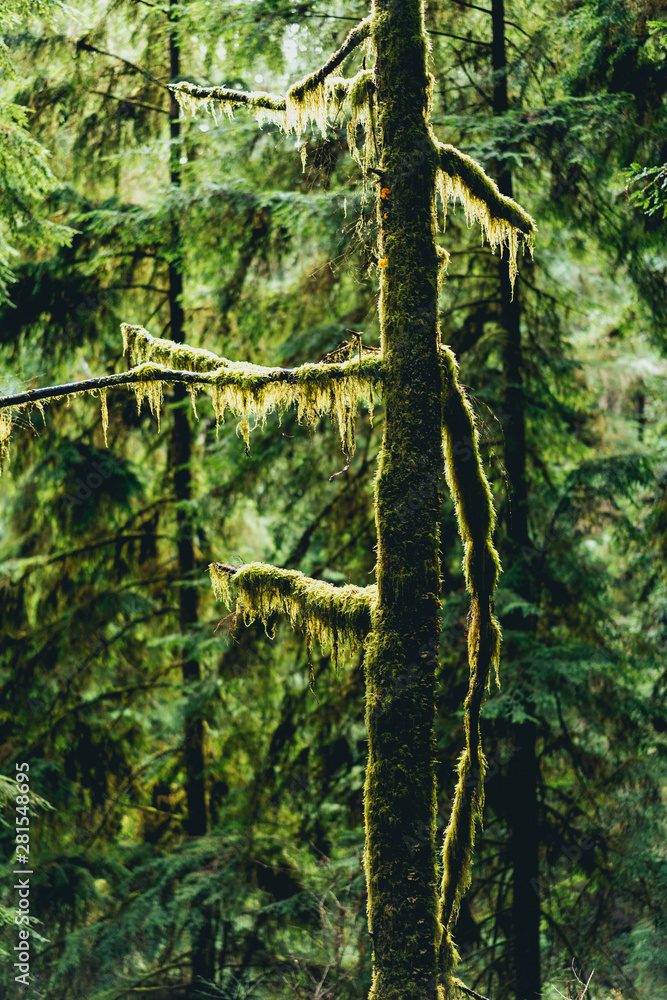 Obraz premium green forest in the morning