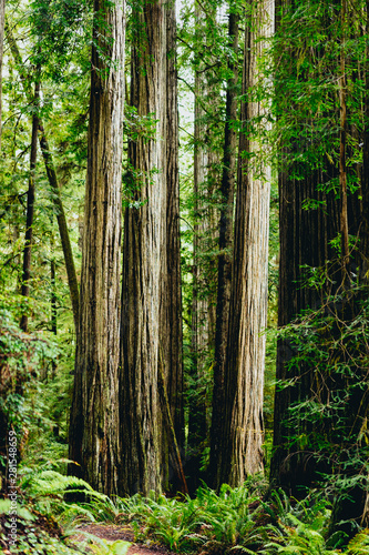 forest in the morning