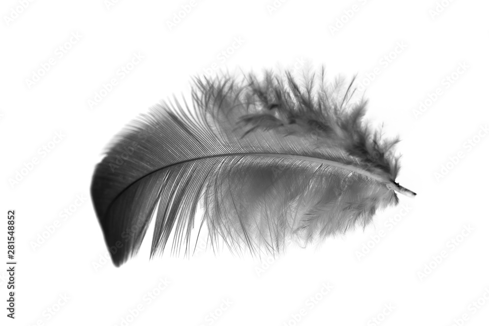 single black feather isolated on white background single black feather isolated on white background