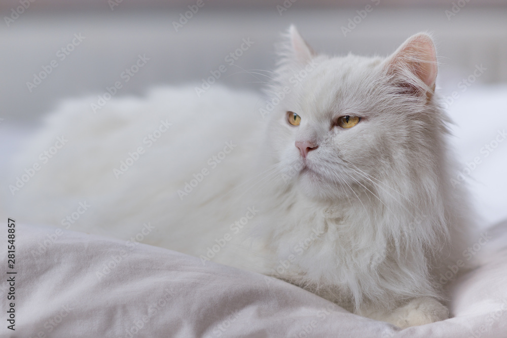 Weiße Katze, Perserkatze, ragdoll-katze mit Fell weiß langhaar mit langen Haaren vor weißem Hintergrund