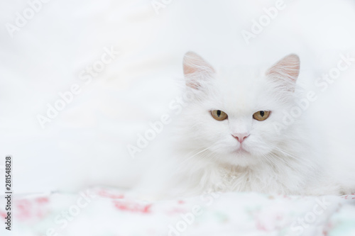 Weiße Katze, Perserkatze, ragdoll-katze mit Fell weiß langhaar mit langen Haaren vor weißem Hintergrund