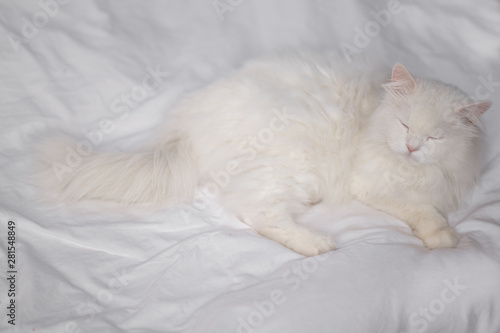 Weiße Katze, Perserkatze, ragdoll-katze mit Fell weiß langhaar mit langen Haaren liegt und schläft auf weißem Hintergrund